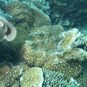 Oxypora lacera