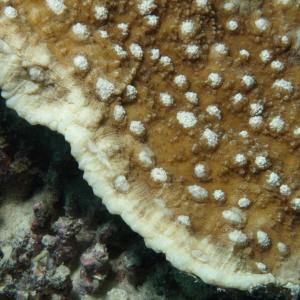 Oxypora lacera