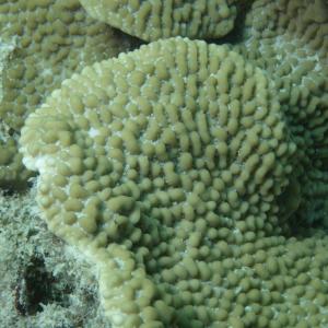 Montipora danae