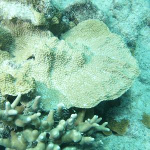 Montipora danae