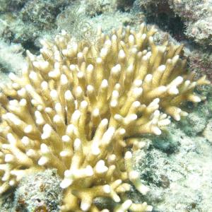Seriatopora caliendrum