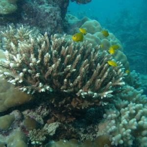 Acropora divaricata