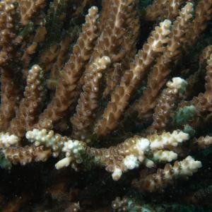 Acropora divaricata