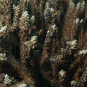 Acropora divaricata