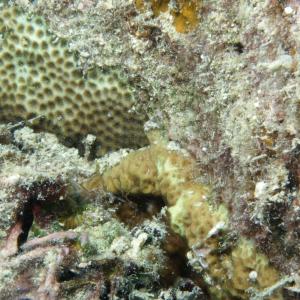 Pseudosiderastrea tayami