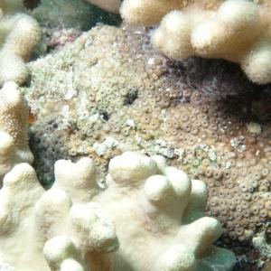Cyphastrea chalcidicum