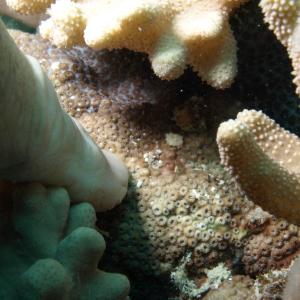 Cyphastrea chalcidicum
