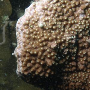 Astreopora myriophthalma