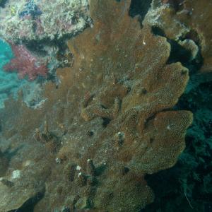 Montipora aequituberculata