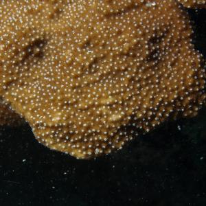 Montipora aequituberculata