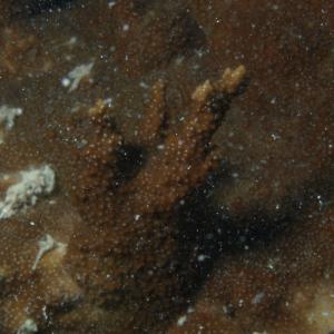 Montipora aequituberculata