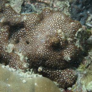 Goniopora fruticosa