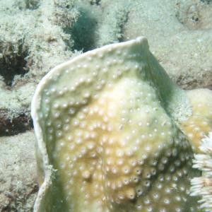 Turbinaria radicalis