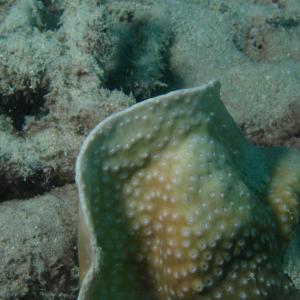 Turbinaria radicalis