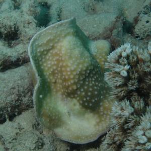 Turbinaria radicalis