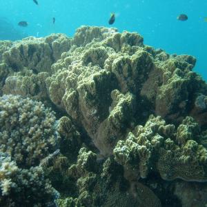 Montipora undata