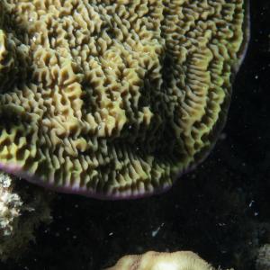 Montipora undata