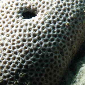 Goniopora tenuidens