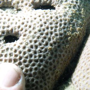 Goniopora tenuidens