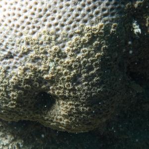 Goniopora tenuidens