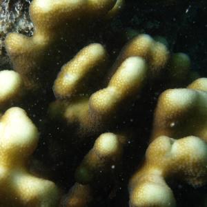 Stylophora pistillata