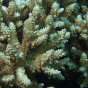 Acropora nasuta
