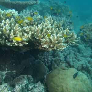 Acropora nasuta