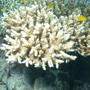 Acropora nasuta