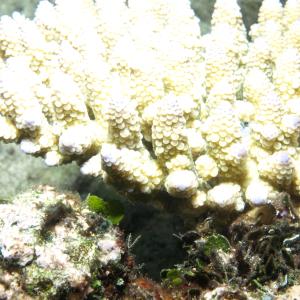 Acropora digitifera