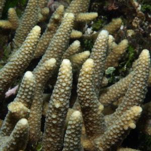 Acropora pulchra