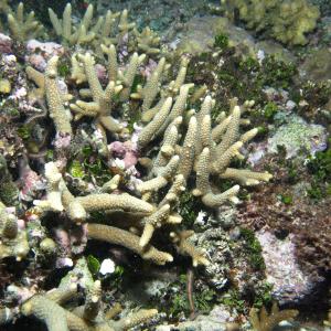 Acropora pulchra