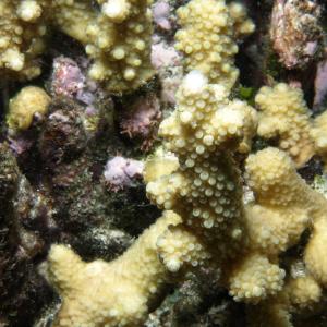 Acropora verweyi