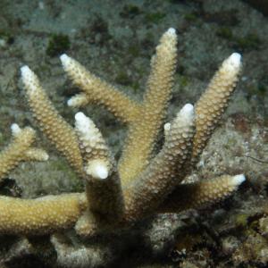 Acropora verweyi