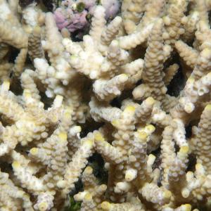 Acropora verweyi