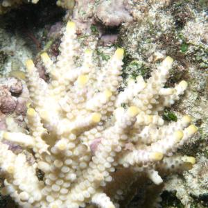 Acropora verweyi
