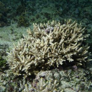 Acropora verweyi
