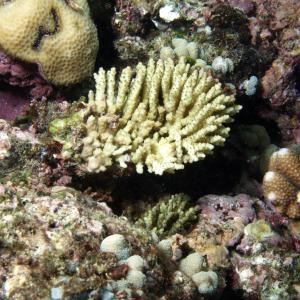Acropora nana