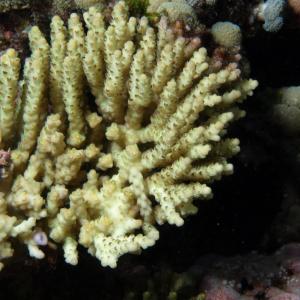 Acropora nana