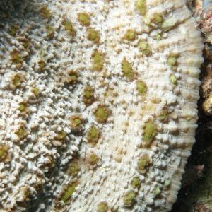 Oxypora lacera