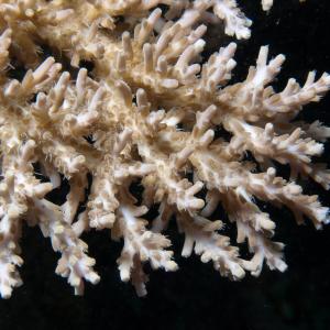 Acropora paniculata