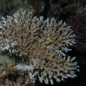 Acropora paniculata