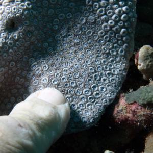 Goniopora somaliensis