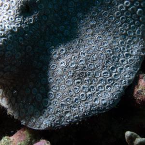 Goniopora somaliensis