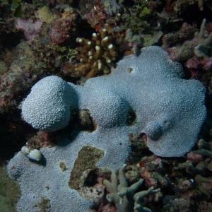 Goniopora somaliensis