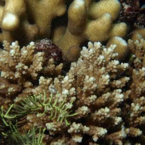 Acropora elseyi