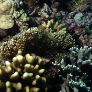 Acropora elseyi