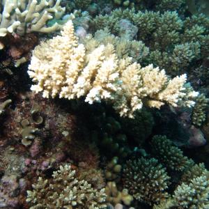 Acropora polystoma