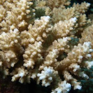 Acropora polystoma