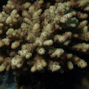 Acropora samoensis