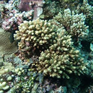 Acropora samoensis